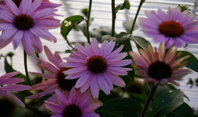 Homepage Vorlage Ferienwohnung